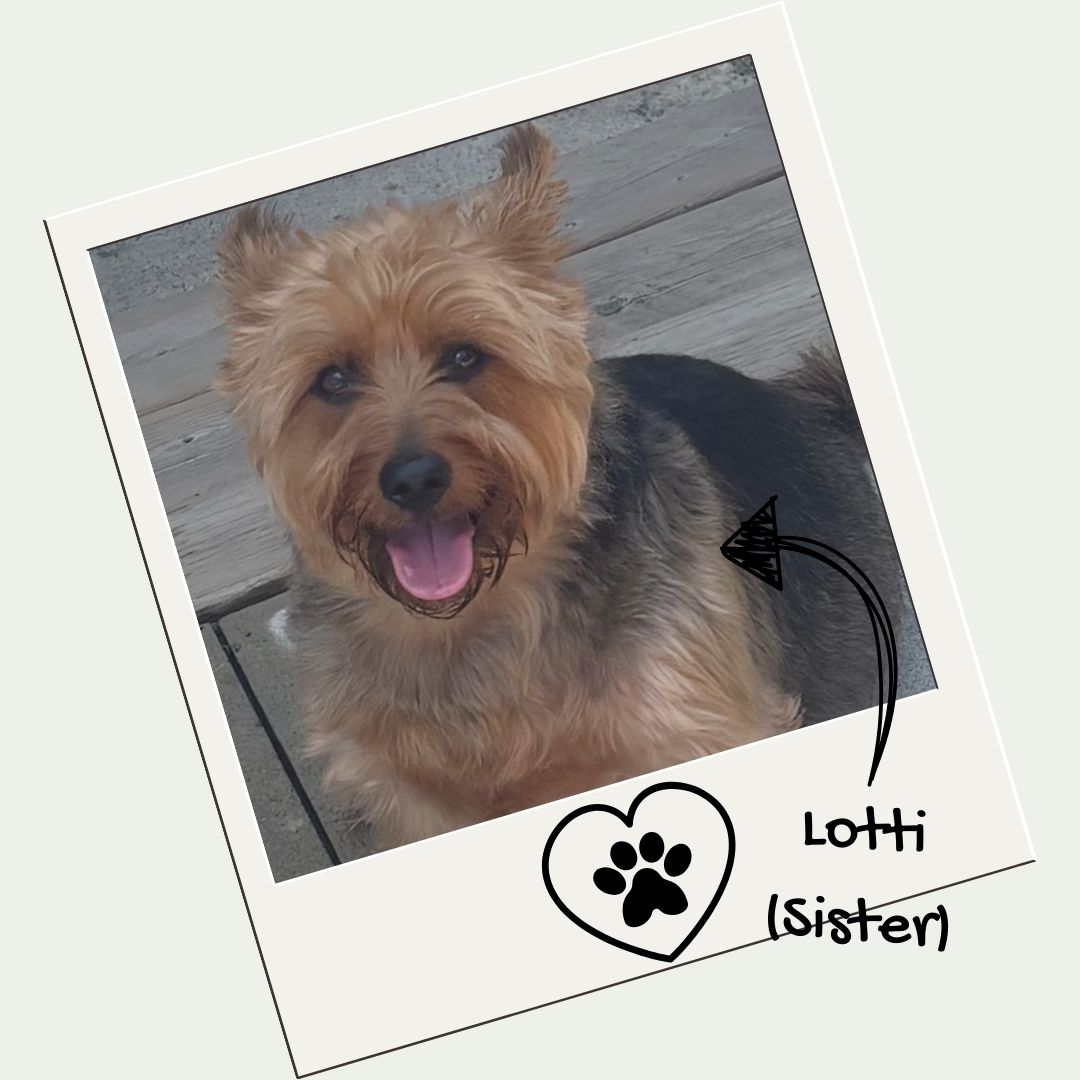 Dog named Lotti with a heart and paw print label on a wooden floor background