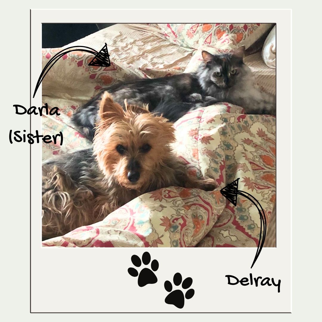 Bent Ear Doggie Bakery & Goods - Dog and cat lying on a patterned blanket with 'Daria' and 'Delray' labeled.