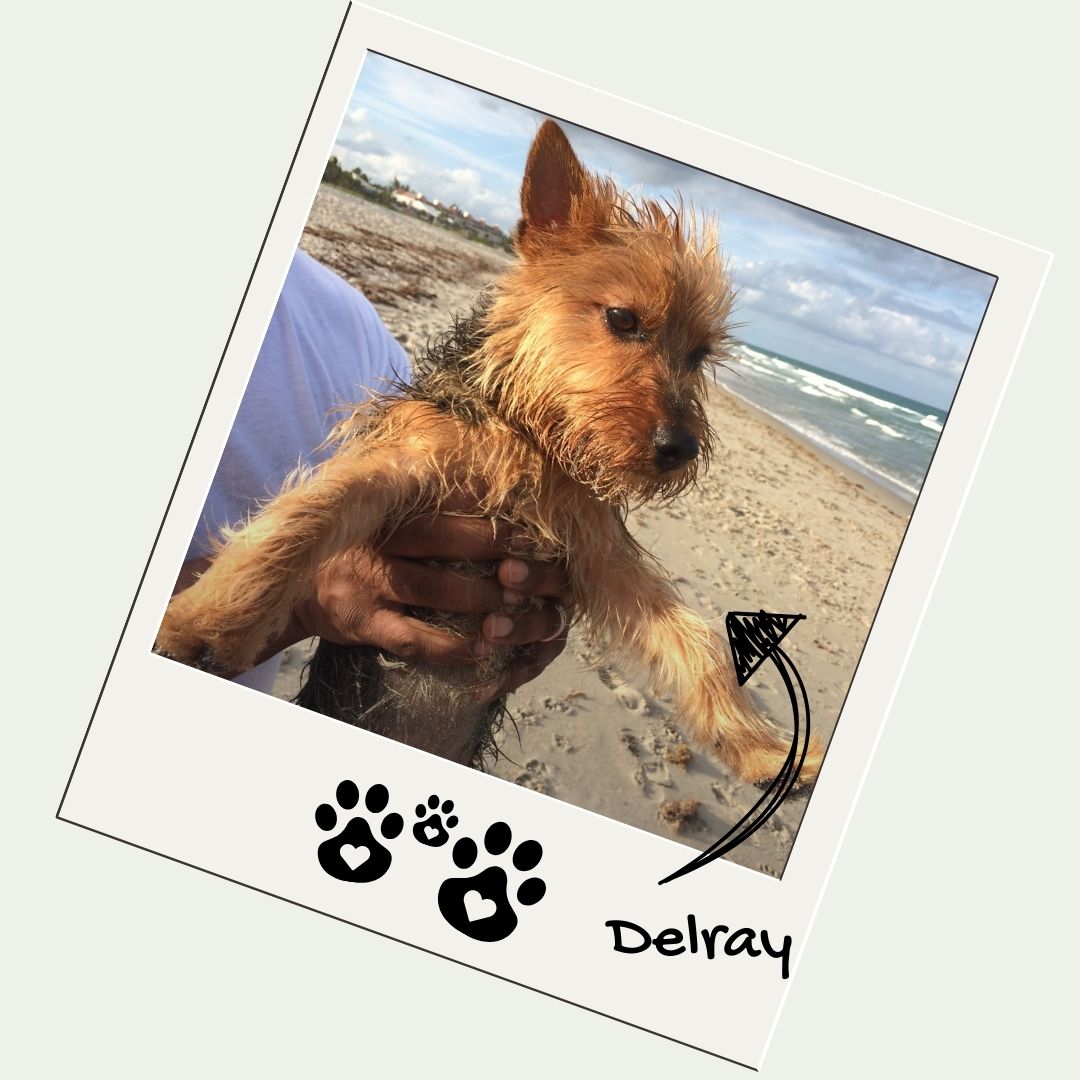 Small dog being held on a beach with 'Bent Ear Doggie Bakery' branding.